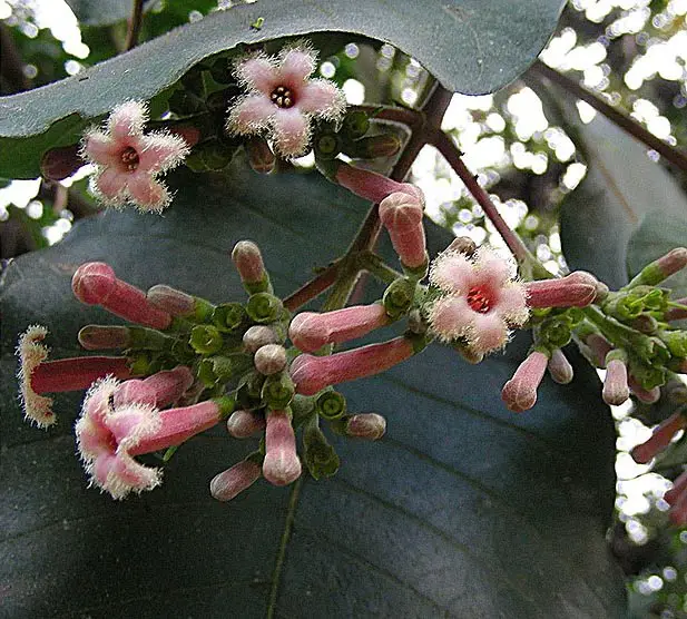 Blooming flowers of Quinine Tree.