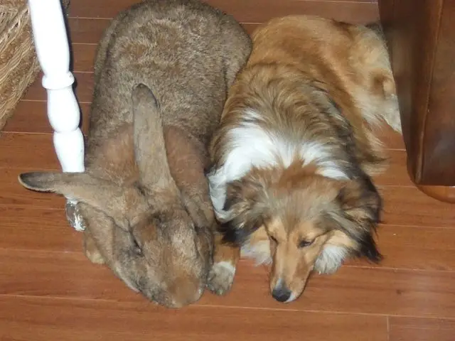 A giant rabbit laying down on the floor beside a dog.