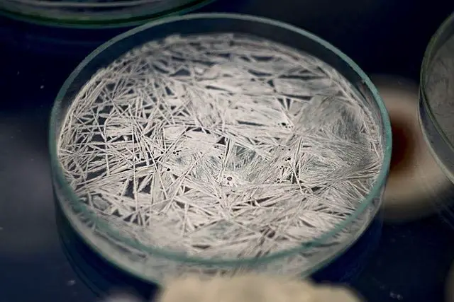 Potassium Nitrate crystals (Saltpeter) on a petri dish.