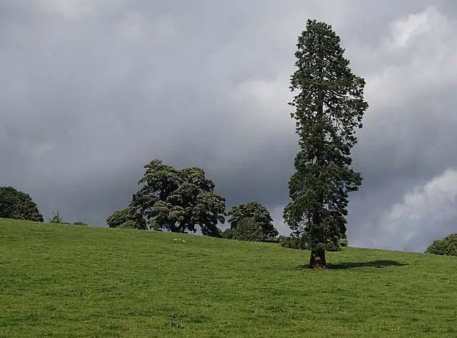 A tall tree on a grassy land.
