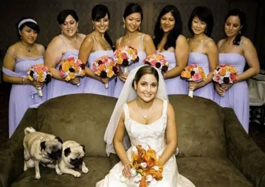 Bridesmaids stand behind the bride which is sitting at the sofa while two dogs humps beside her.