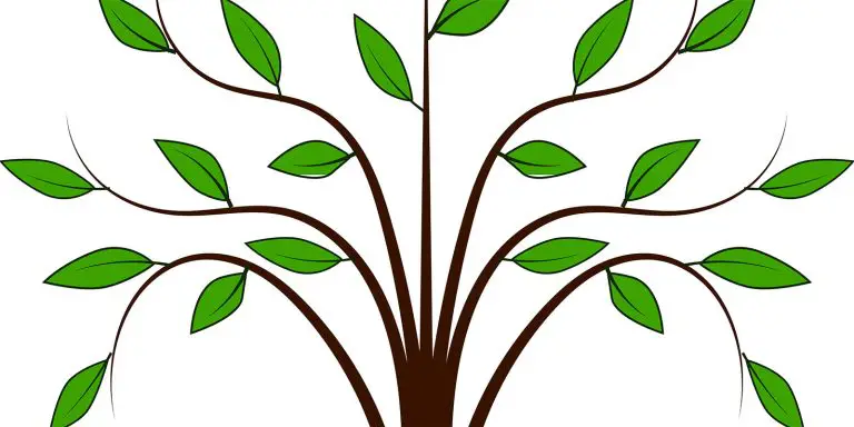 A plant showing its leaves and branches as a depiction of a family tree.