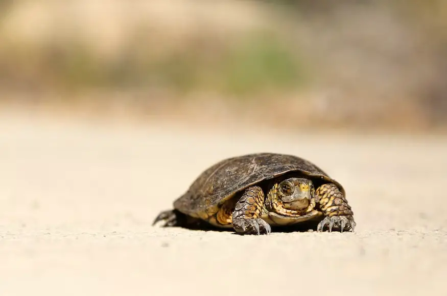 A turtle walking very slowly.